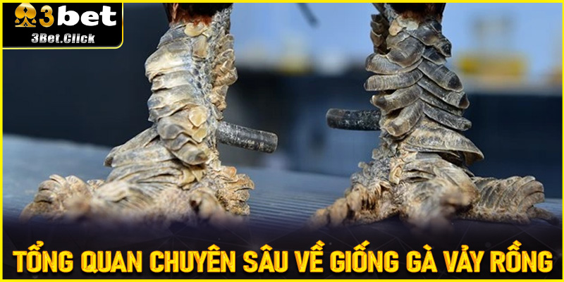 Tổng Quan Chuyên Sâu Về Giống Gà Vảy Rồng