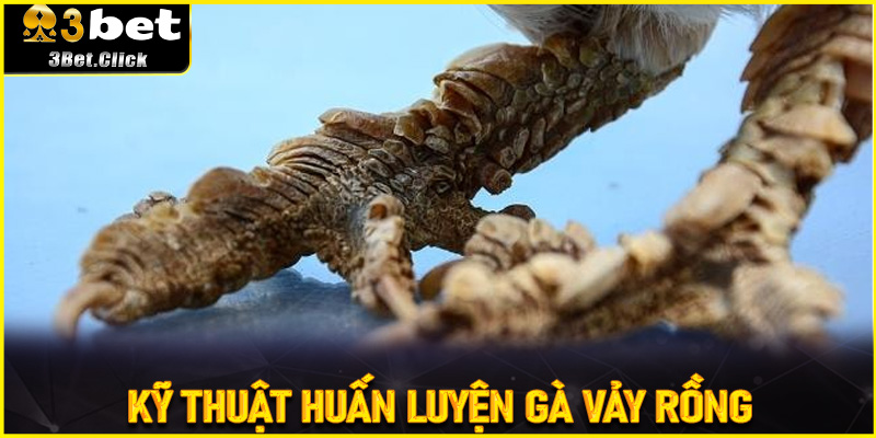 Kỹ Thuật Huấn Luyện Gà Vảy Rồng Để Chiến Kê Đạt Đỉnh Cao Phong Độ