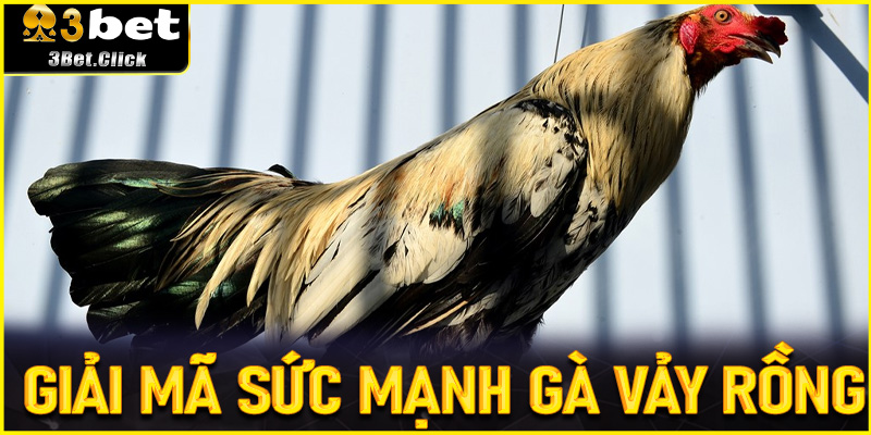 Giải Mã Sức Mạnh Gà Vảy Rồng Trong Thống Kê Chiến Kê Trên 3bet