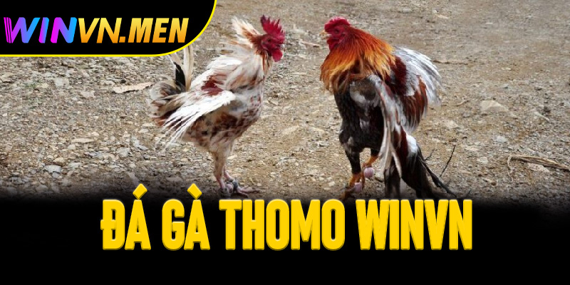 Đá gà Thomo Winvn