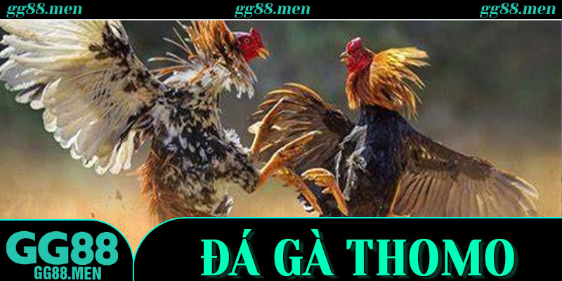 Trực tiếp đá gà Thomo – Theo Dõi Những Màn So Tài Kịch Tính Cùng GG88