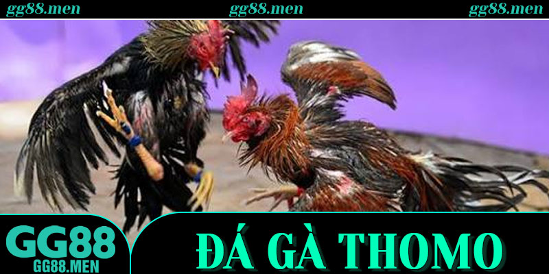 Kinh Nghiệm Theo Dõi Thomo Cho Người Mới